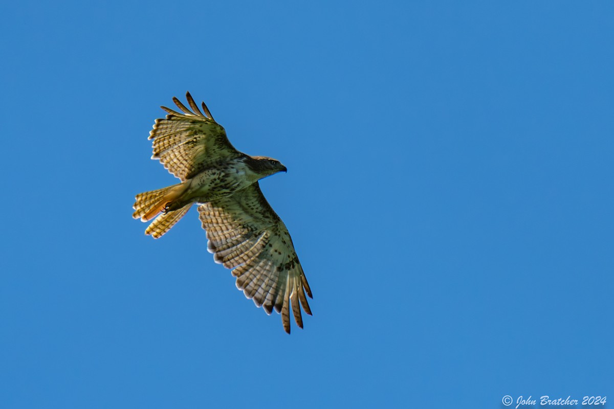 Red-tailed Hawk - ML621279787