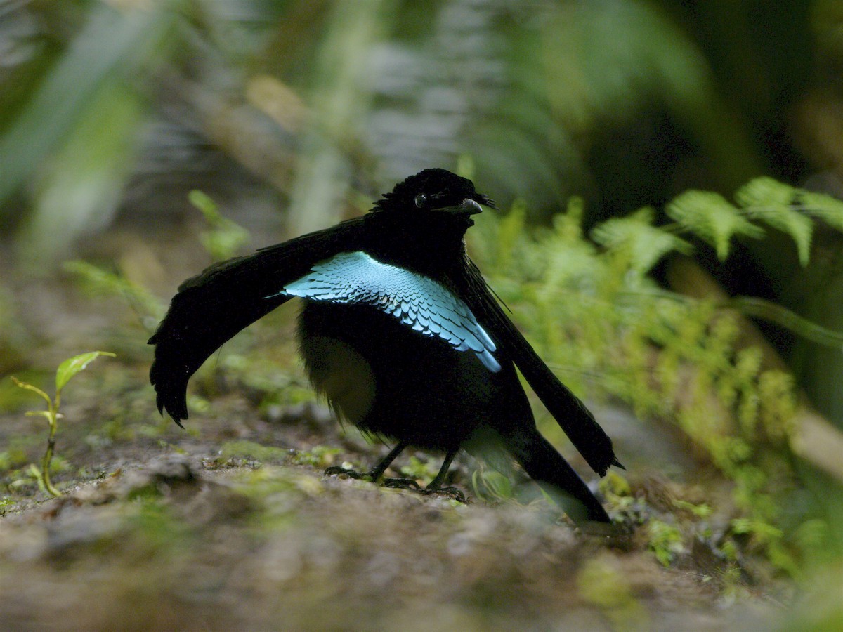 Vogelkop Lophorina - Tim Laman