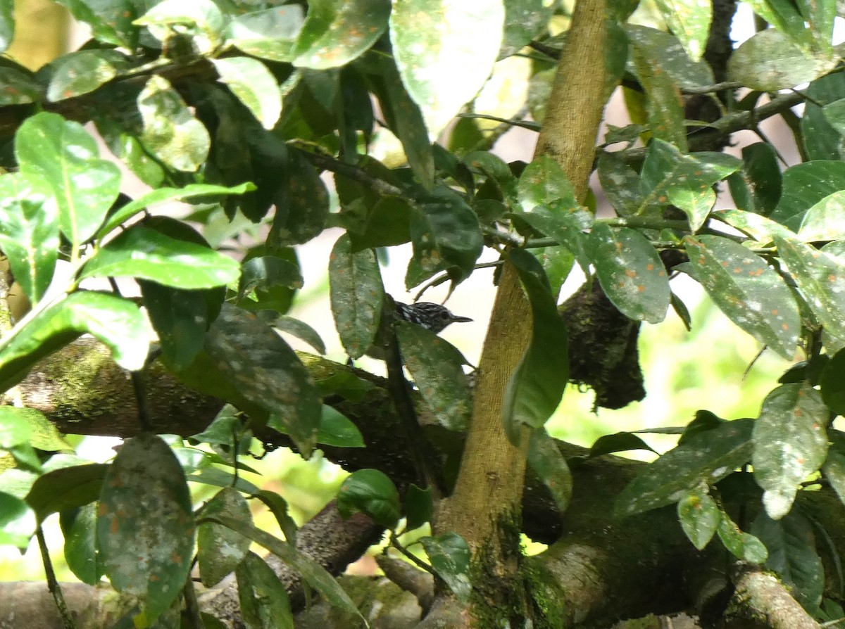 Southern House Wren - ML621279874