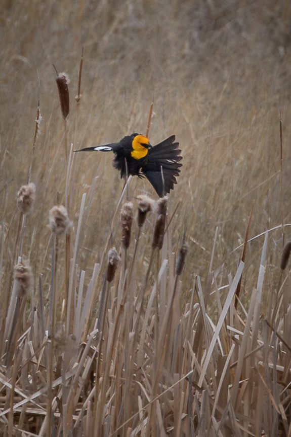 Yellow-headed Blackbird - ML621279948