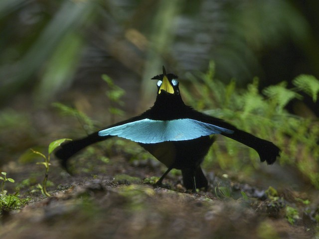 A new face for eBird: redesigned homepage - eBird Australia