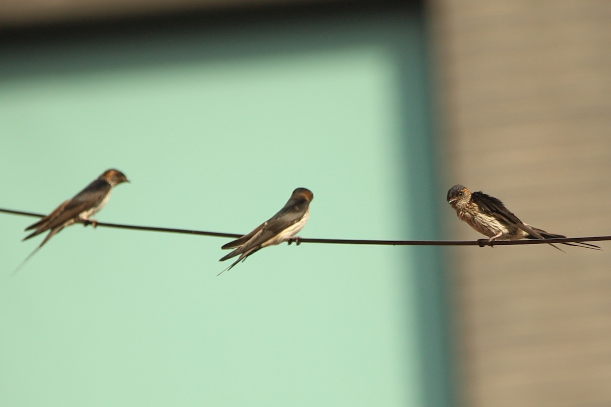 Eastern Red-rumped Swallow (Striated) - ML621280113