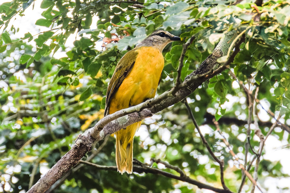 Purple-throated Cuckooshrike - ML621280132