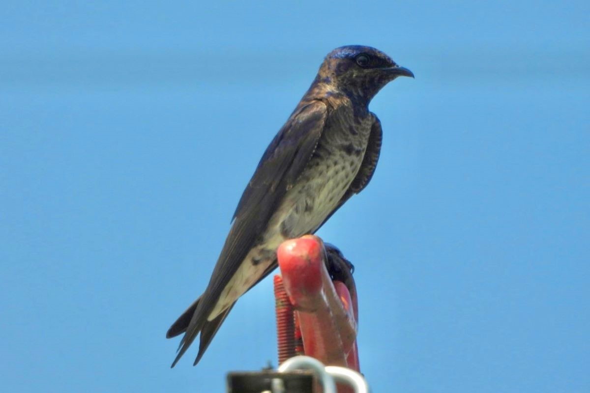 Purple Martin - ML621280182