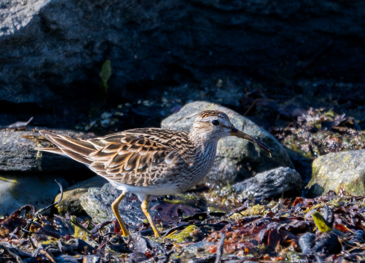 Pectoral Sandpiper - Herb Elliott