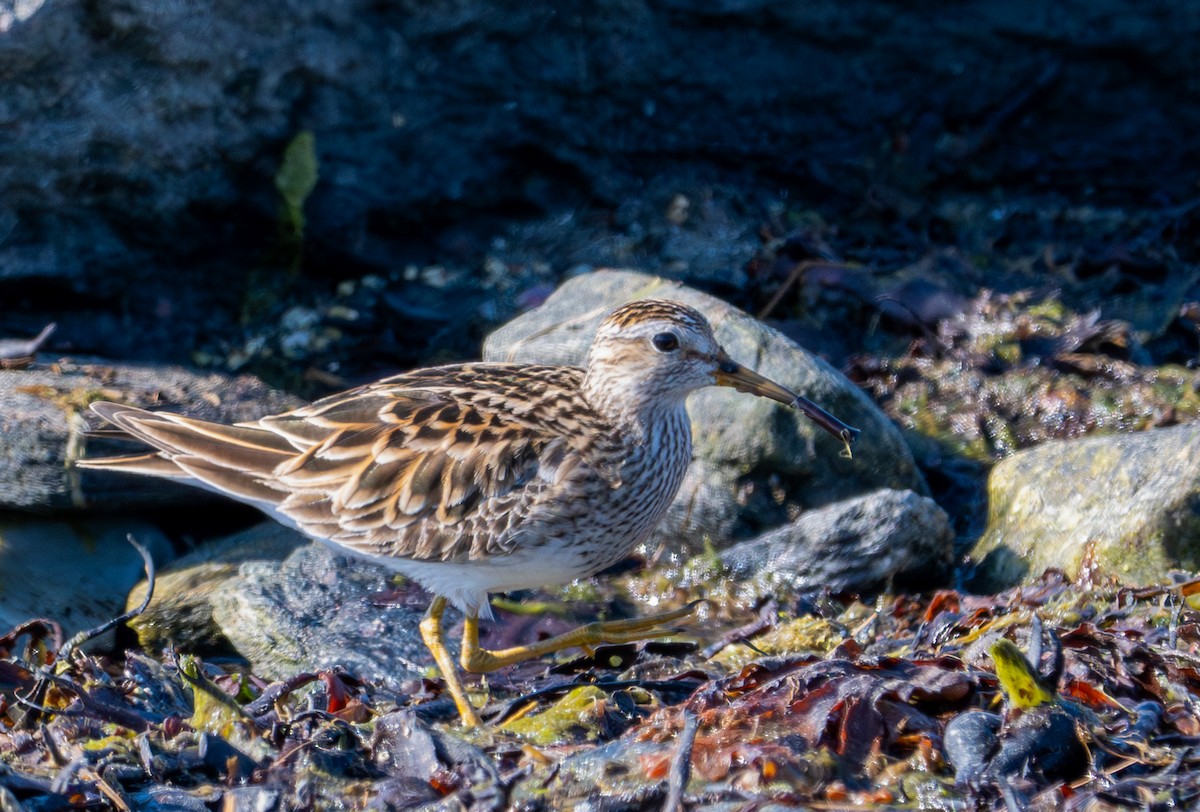 Bécasseau à poitrine cendrée - ML621280201