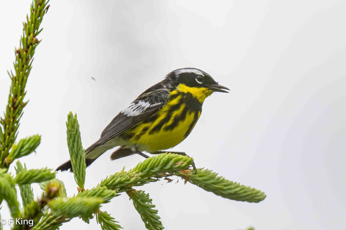 Magnolia Warbler - ML621280264