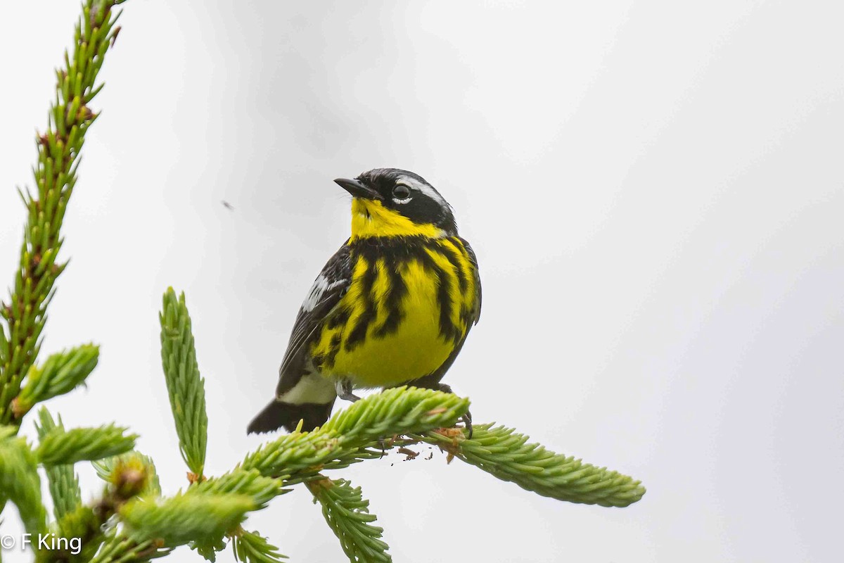 Magnolia Warbler - ML621280265