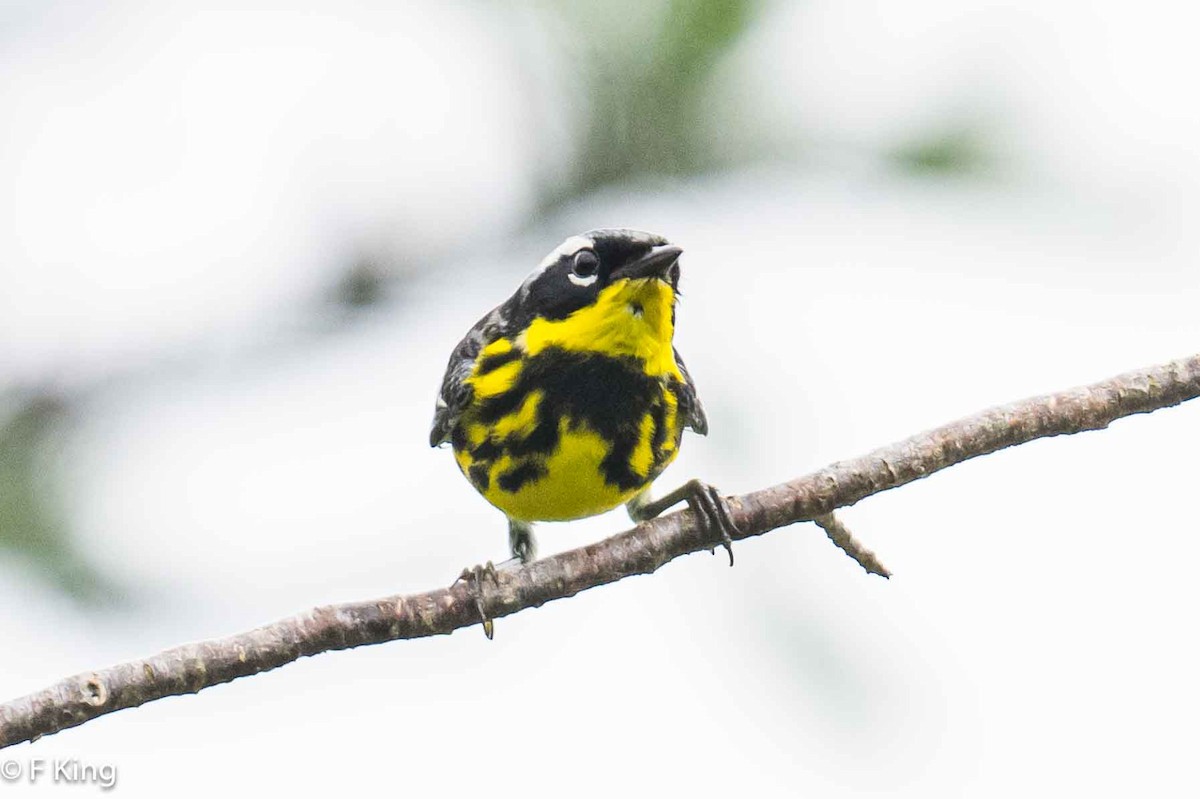 Magnolia Warbler - ML621280266