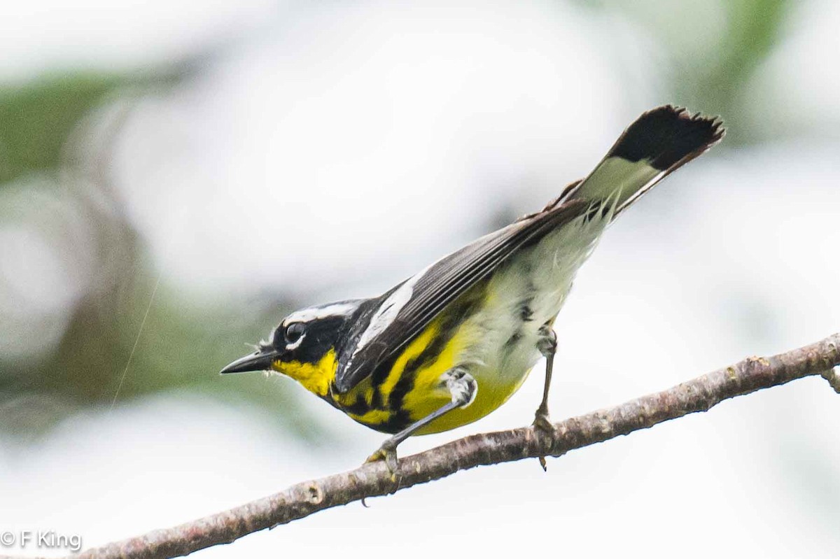 Magnolia Warbler - ML621280267