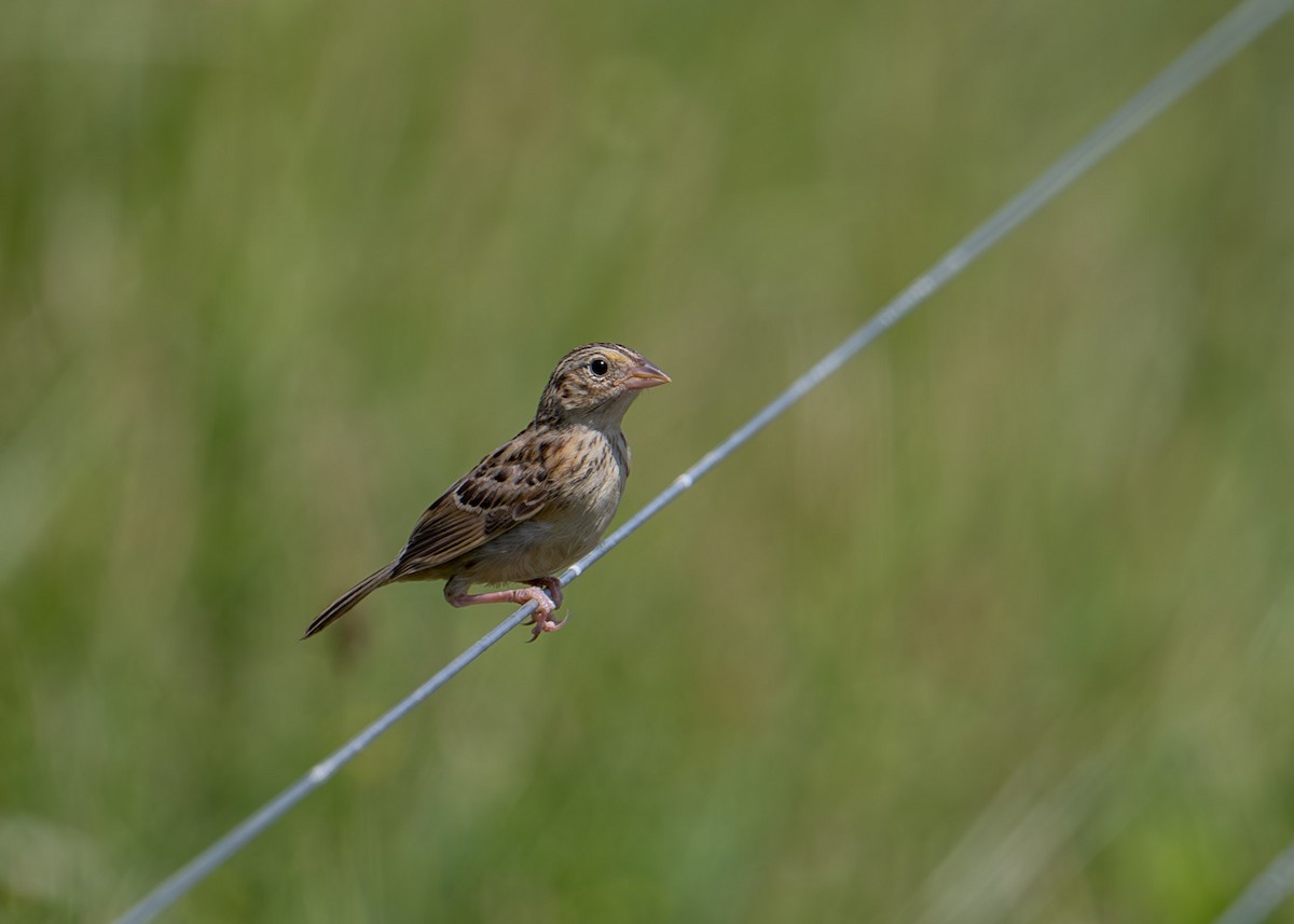 Grasshopper Sparrow - ML621280318