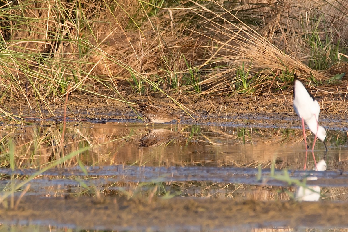 Spotted Crake - ML621280355