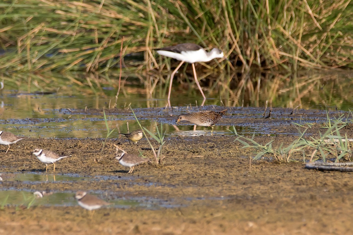 Spotted Crake - ML621280356
