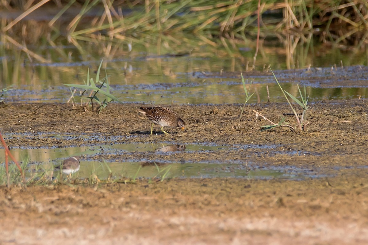 Spotted Crake - ML621280358