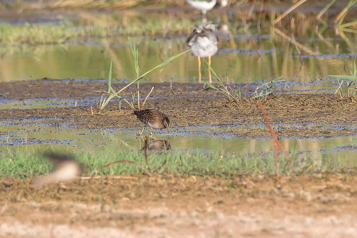 Spotted Crake - ML621280359