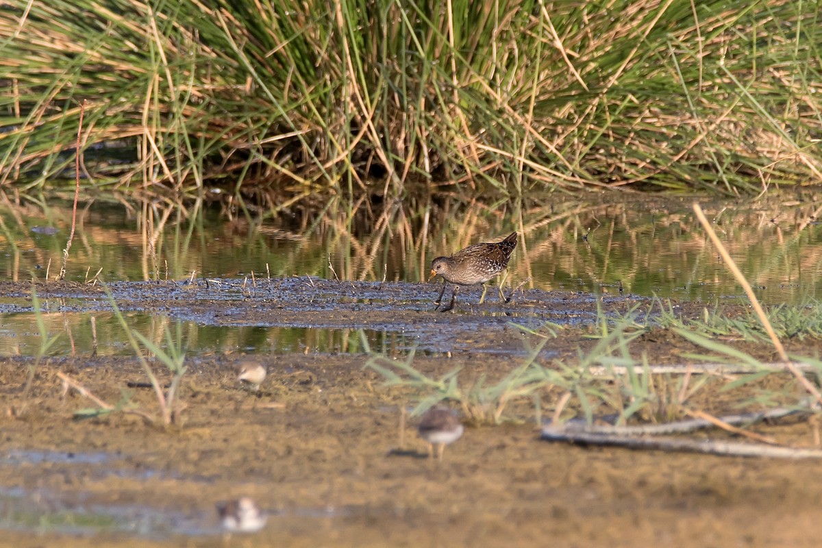 Spotted Crake - ML621280360