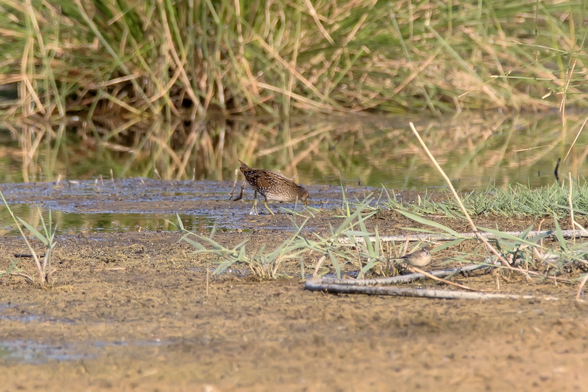 Spotted Crake - ML621280361