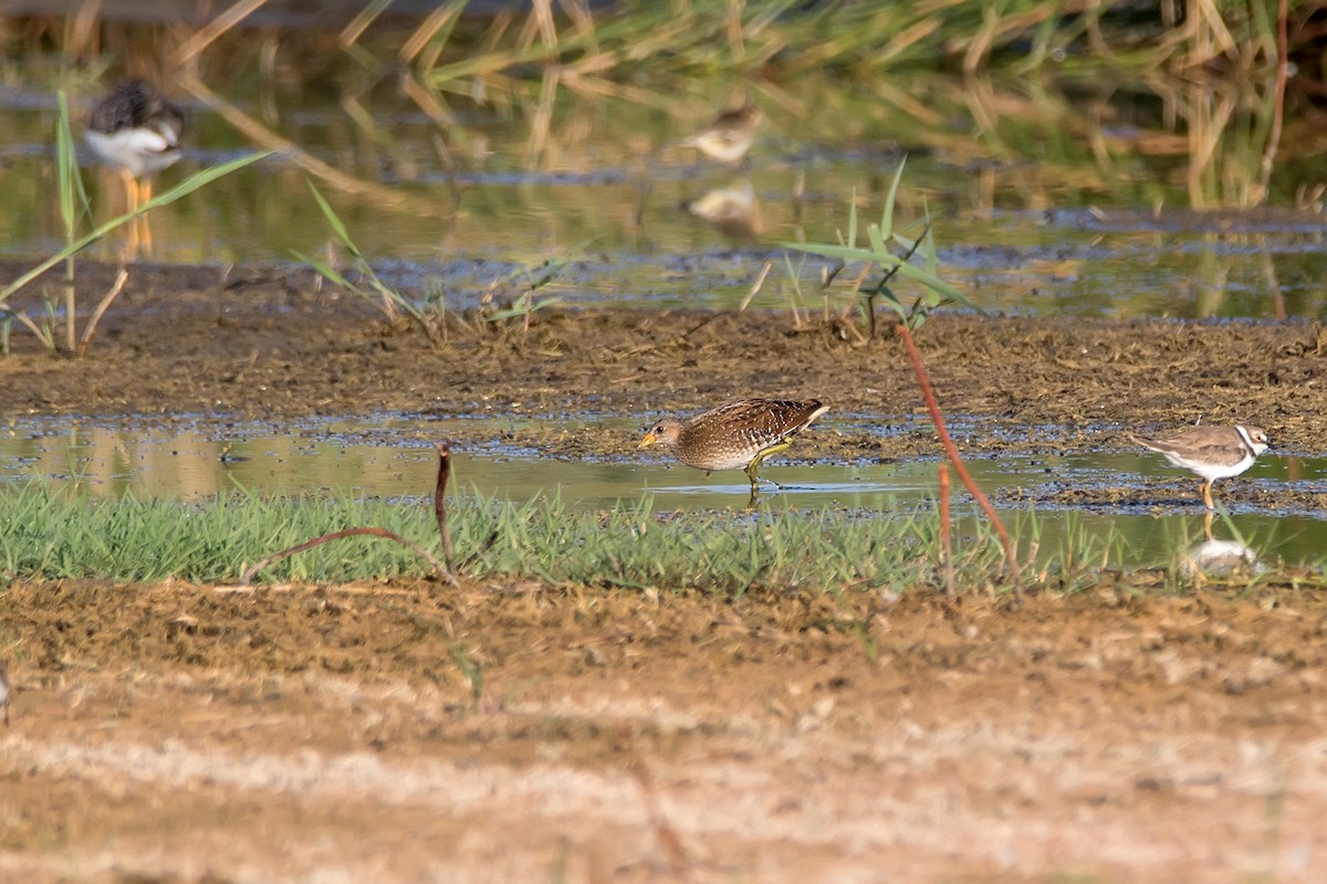 斑胸秧雞 - ML621280364