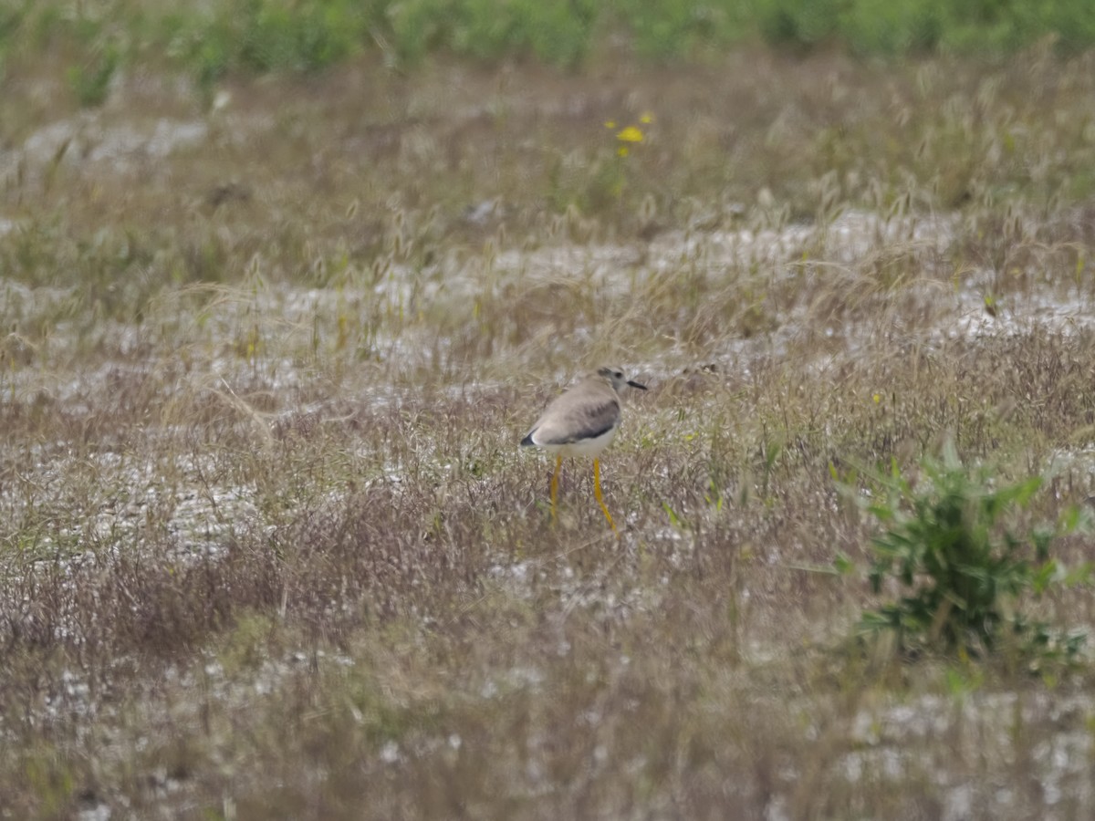 White-tailed Lapwing - ML621280405