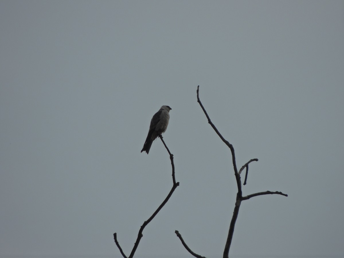 Mississippi Kite - ML621280417