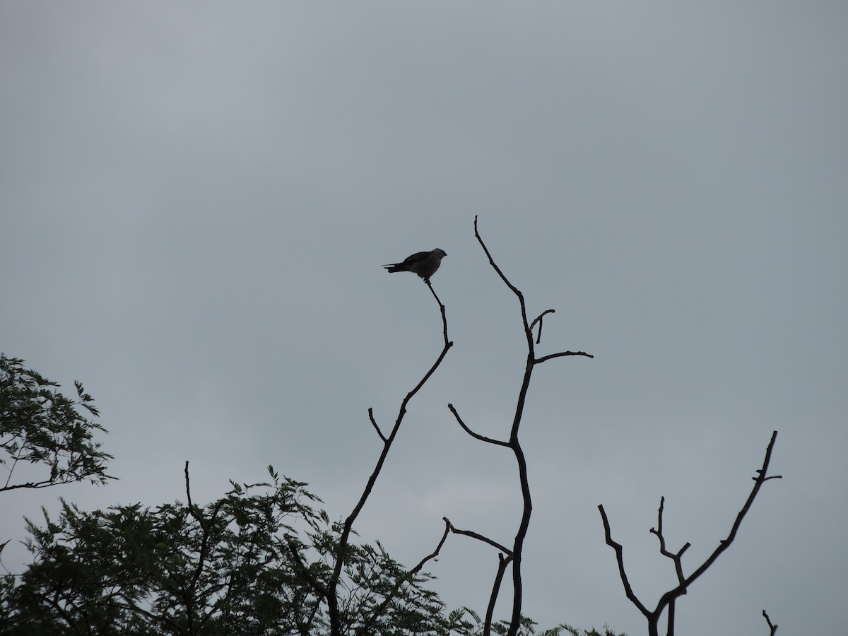 Mississippi Kite - ML621280432