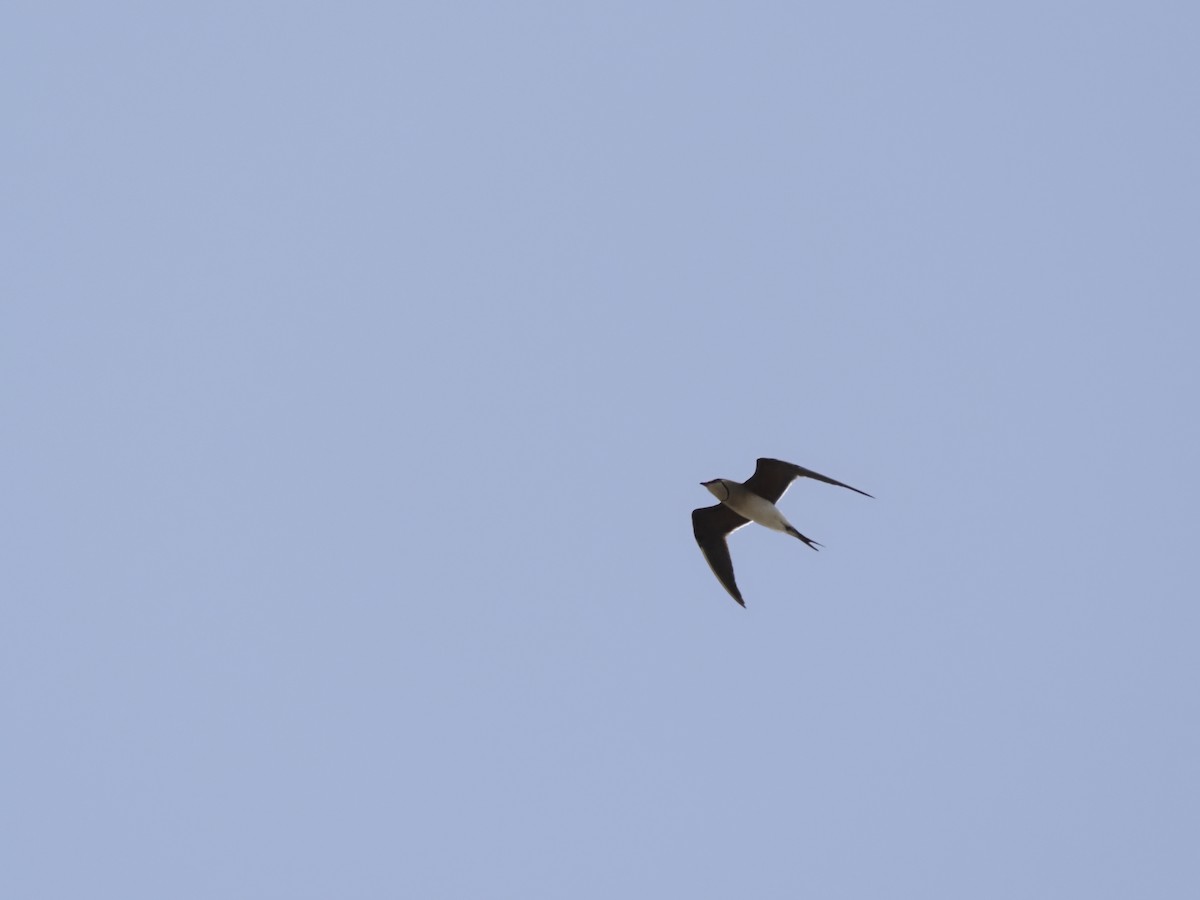 Collared Pratincole - ML621280437