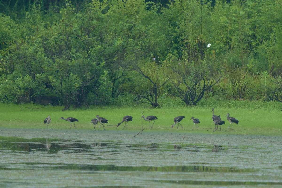 White Ibis - ML621280460