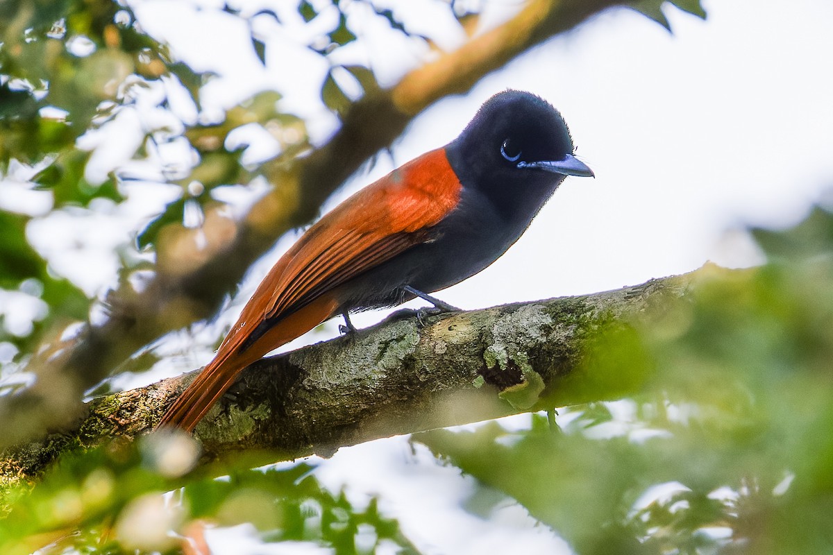 Rufous-vented Paradise-Flycatcher - ML621280463