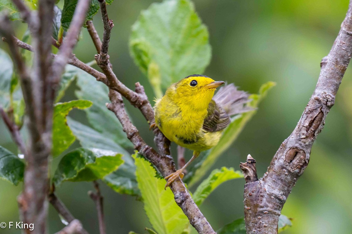 Wilson's Warbler - ML621280602