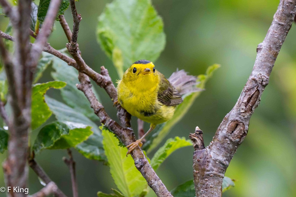 Wilson's Warbler - ML621280603