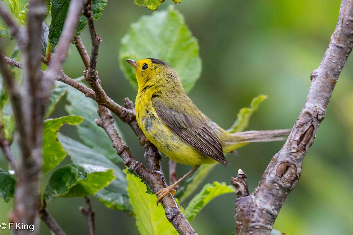 Wilson's Warbler - ML621280604