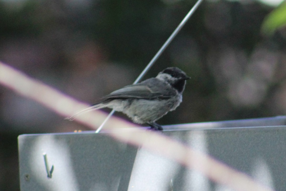 Black-capped/Mountain Chickadee - ML621280667