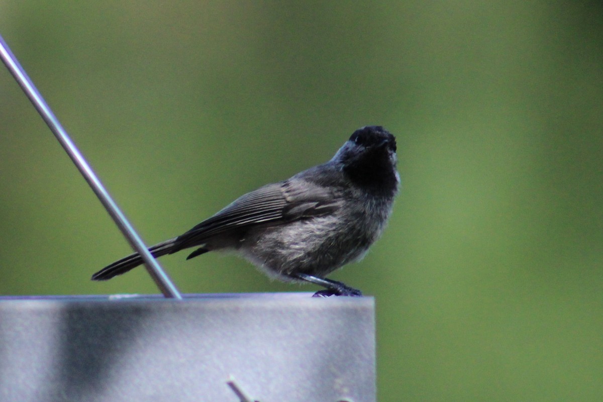 Black-capped/Mountain Chickadee - ML621280668