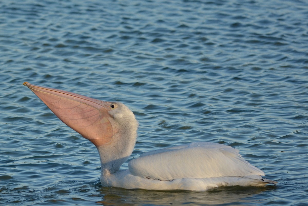 American White Pelican - ML621280690