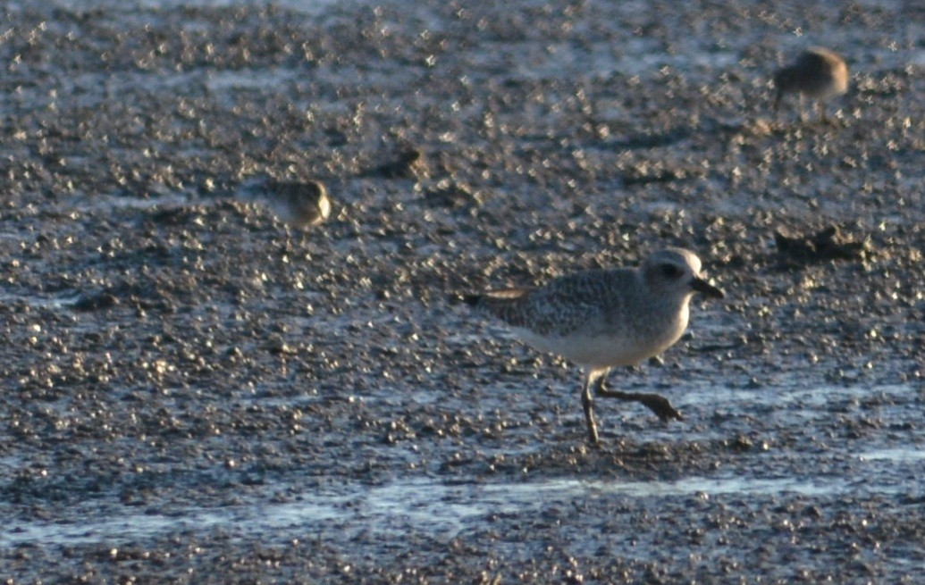 Black-bellied Plover - ML621280699