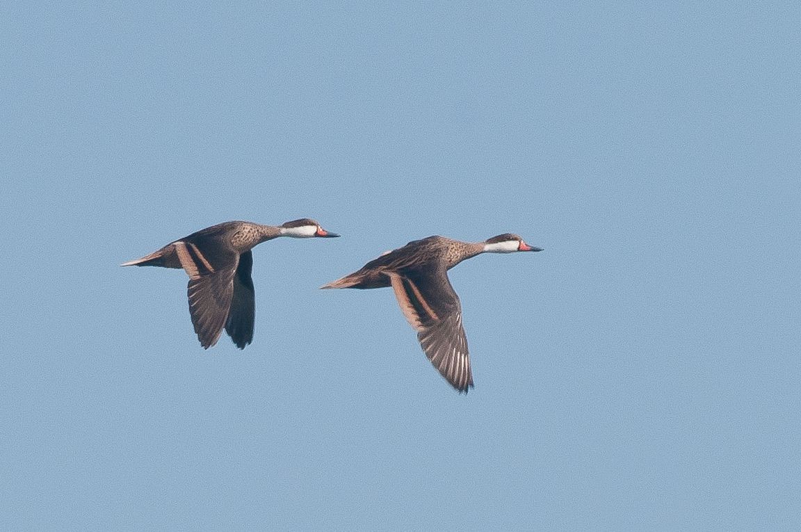 White-cheeked Pintail - ML621280718