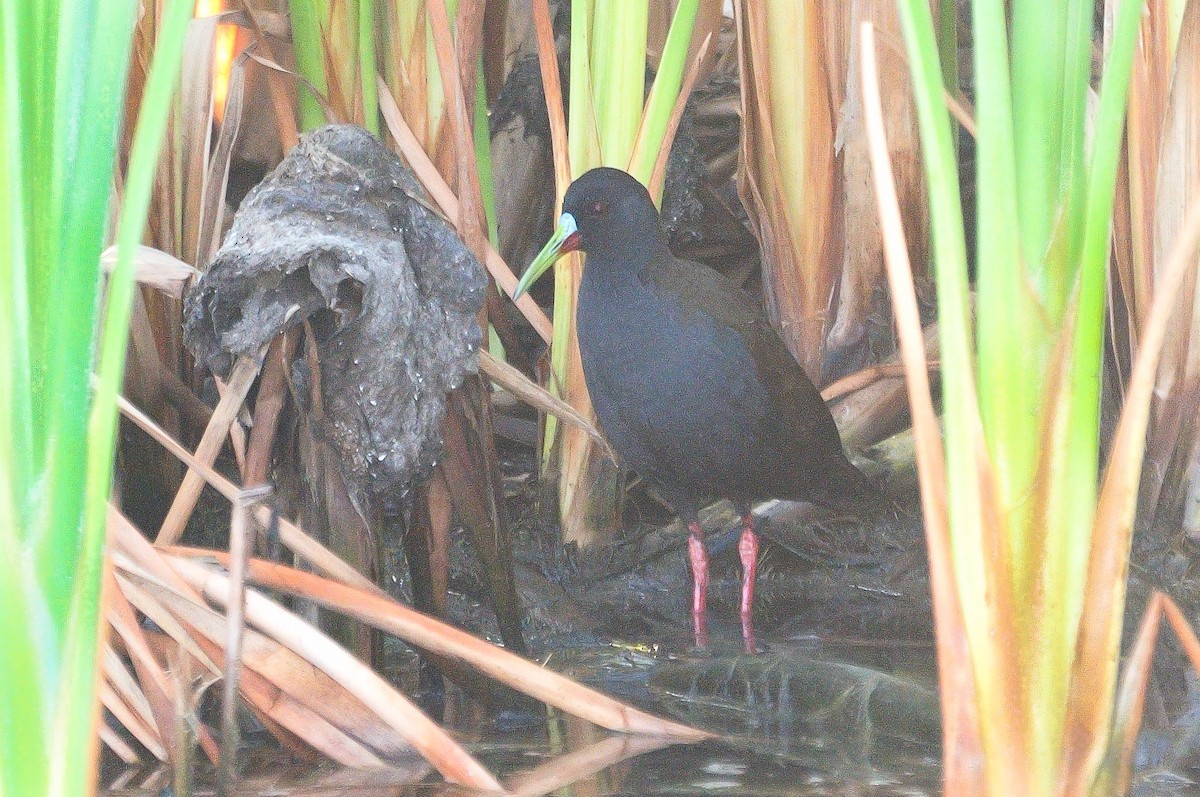 Plumbeous Rail - ML621280725