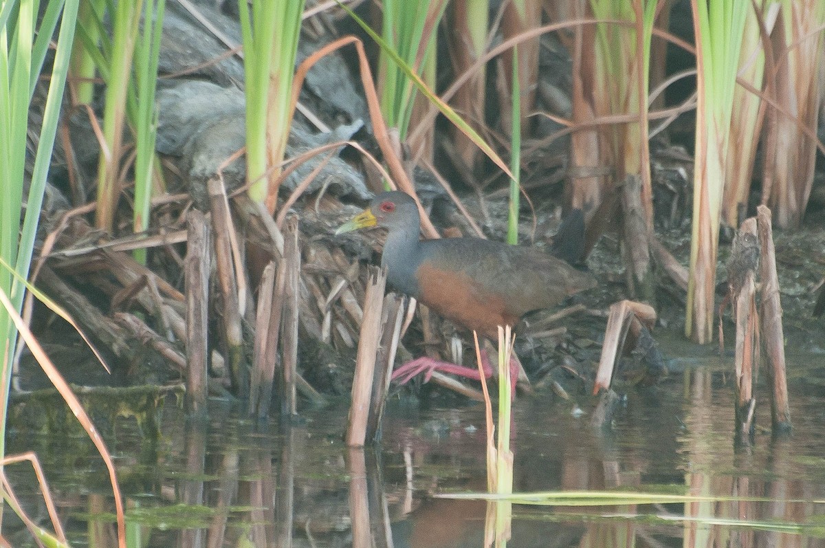 Gray-cowled Wood-Rail - ML621280730