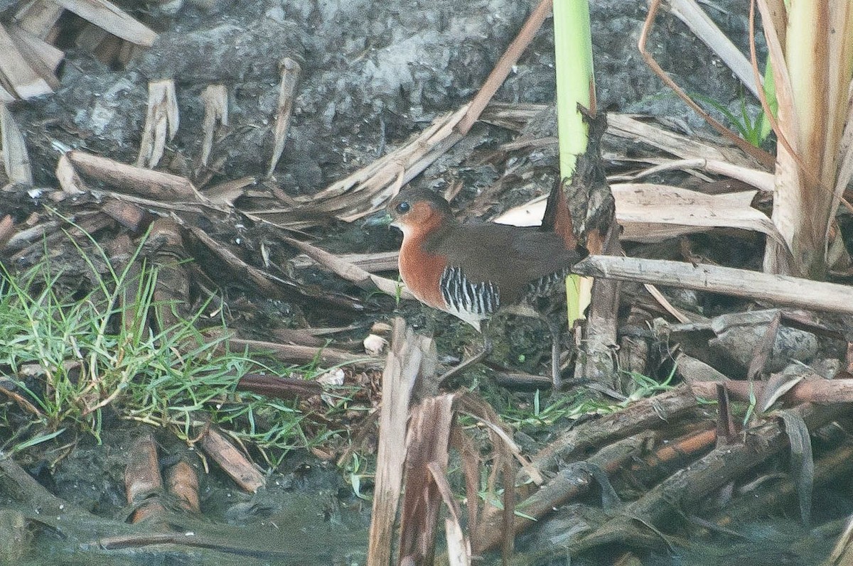 Rufous-sided Crake - Guilherme Serpa