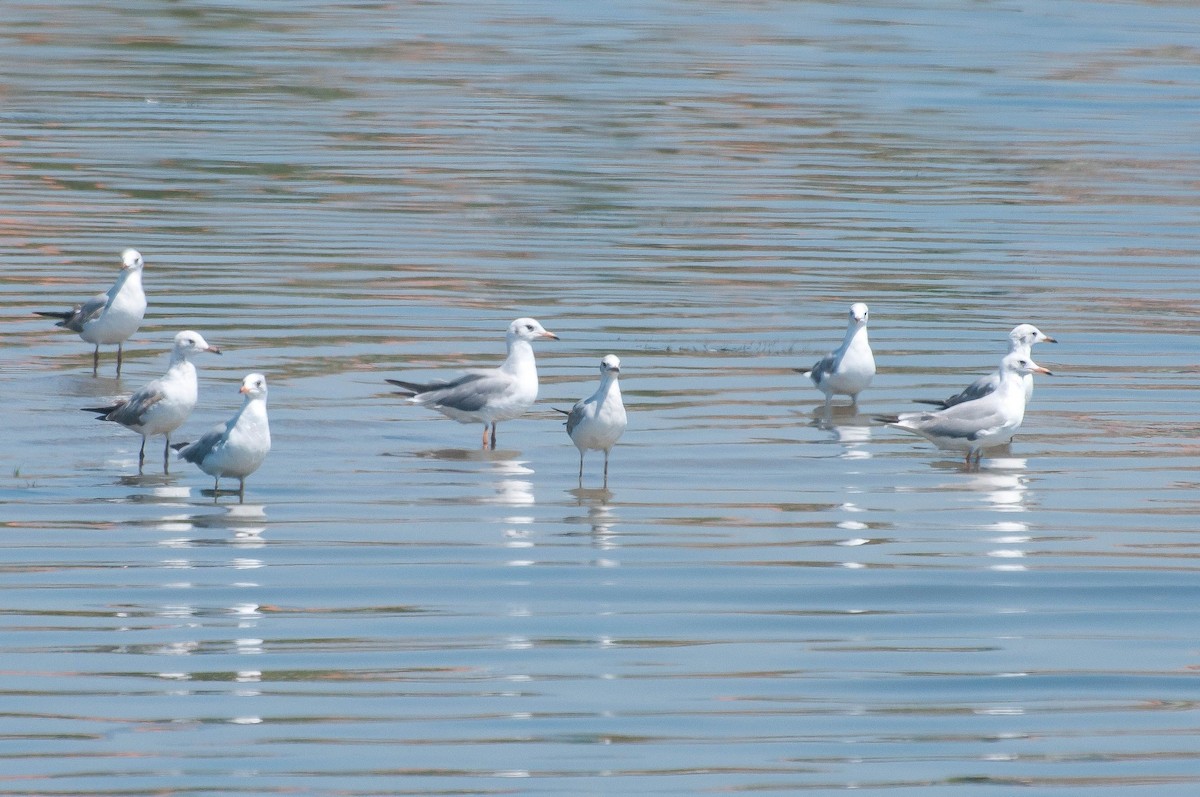 Gray-hooded Gull - ML621280747