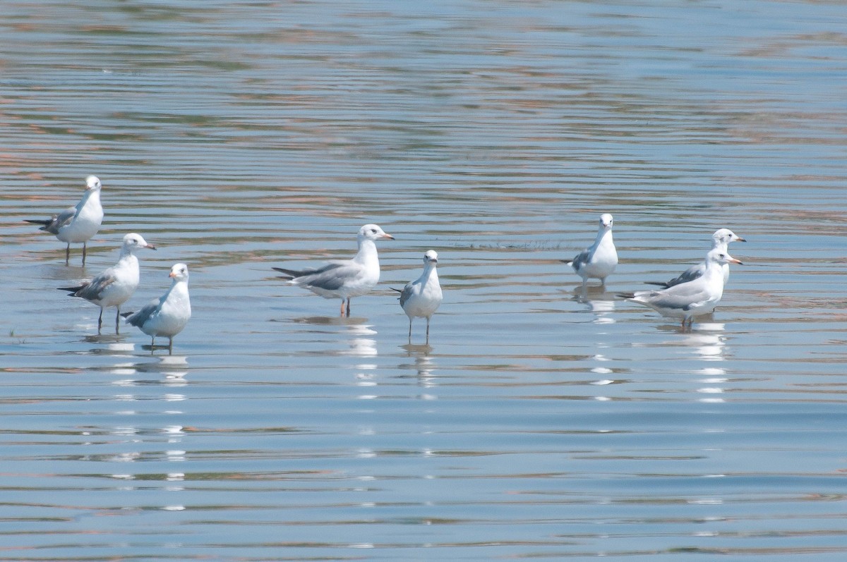 Gray-hooded Gull - ML621280747