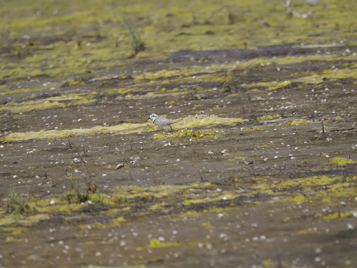 Kentish Plover - ML621280748