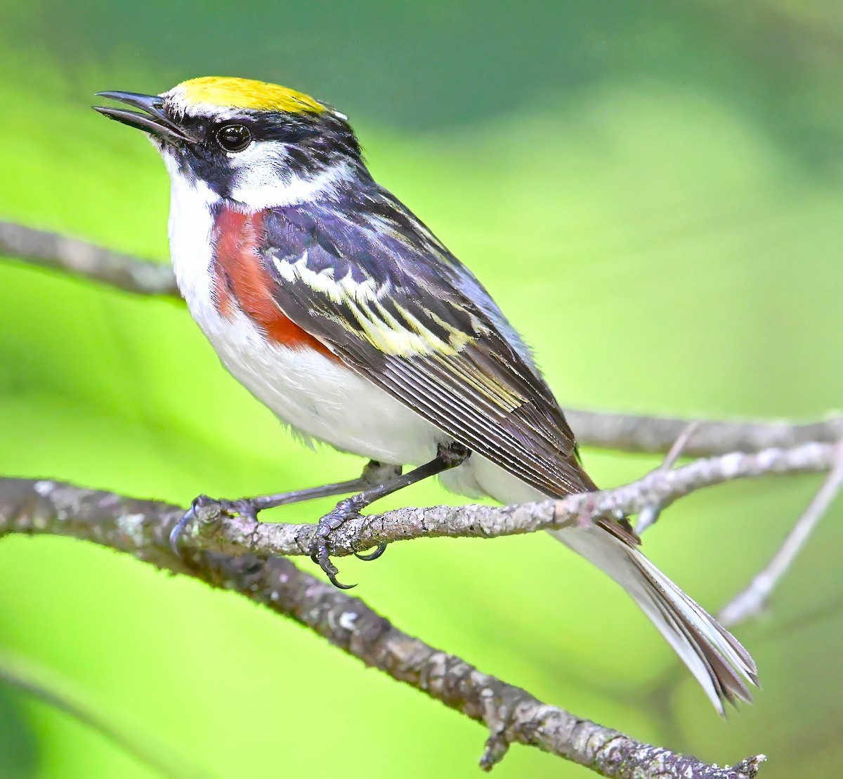 Chestnut-sided Warbler - ML621280802