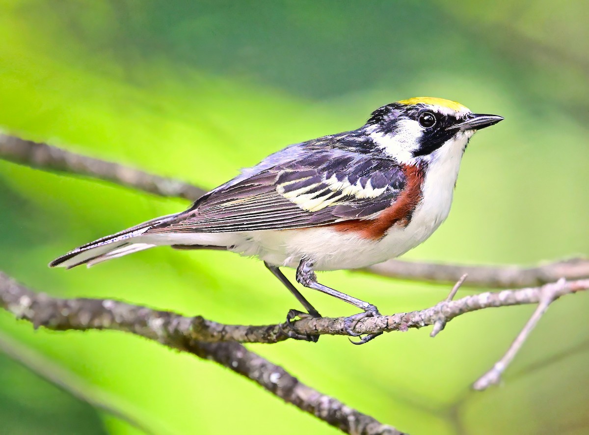 Chestnut-sided Warbler - ML621280813