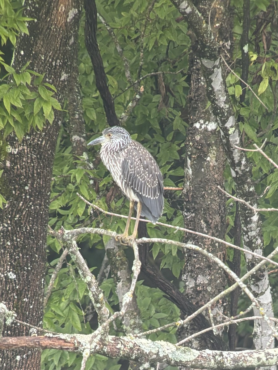 Yellow-crowned Night Heron - ML621280941