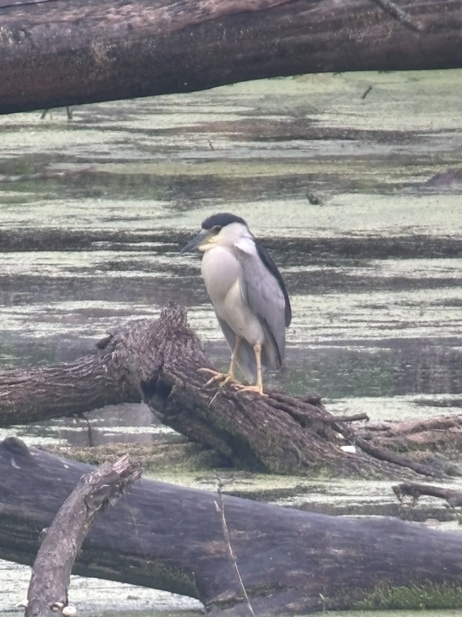 Black-crowned Night Heron - ML621280949