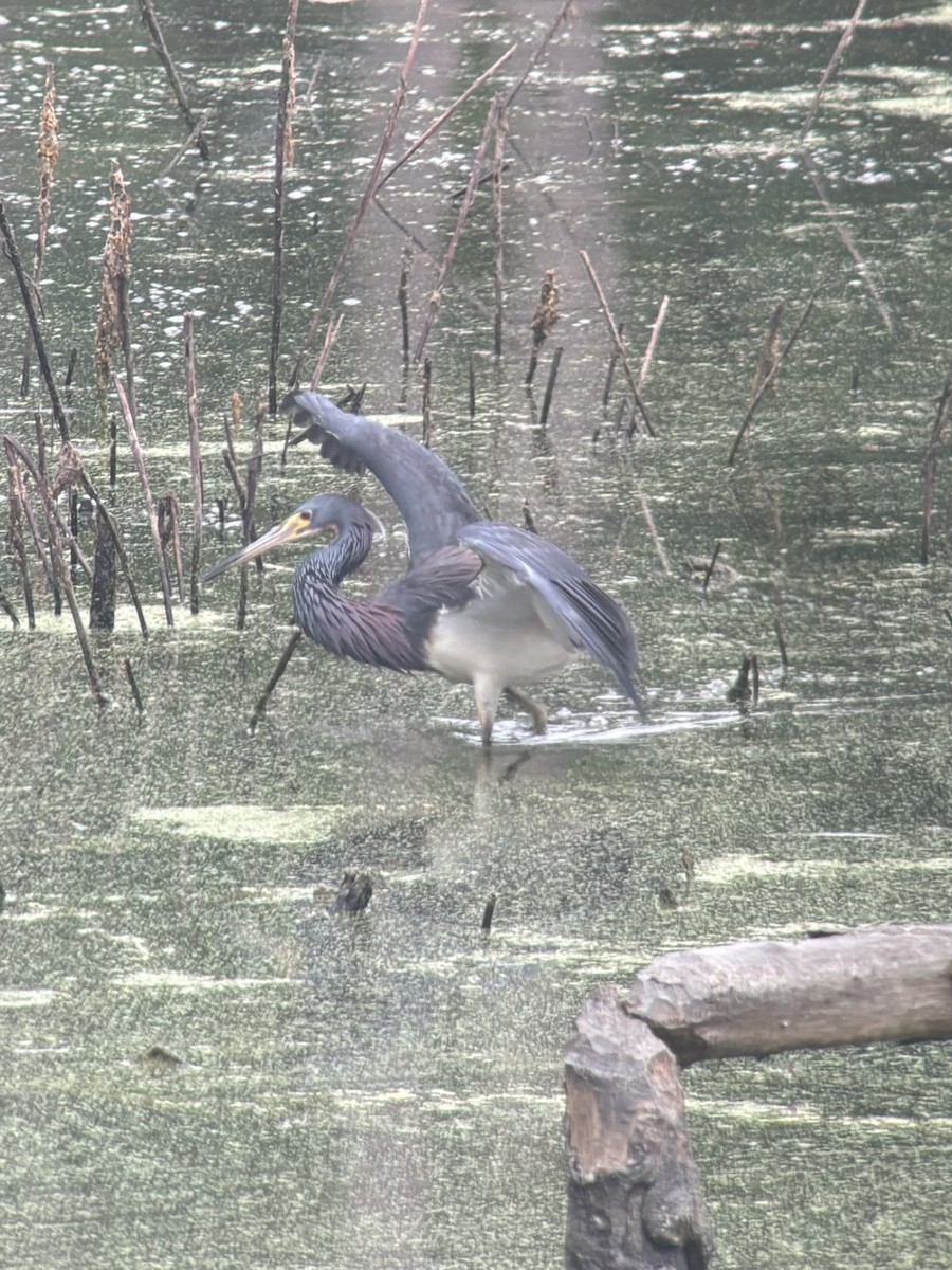 Tricolored Heron - ML621280955