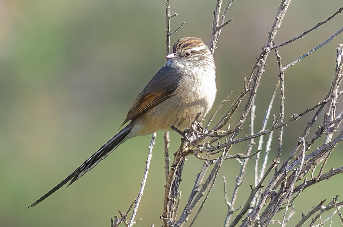 Plain-mantled Tit-Spinetail - ML621280982