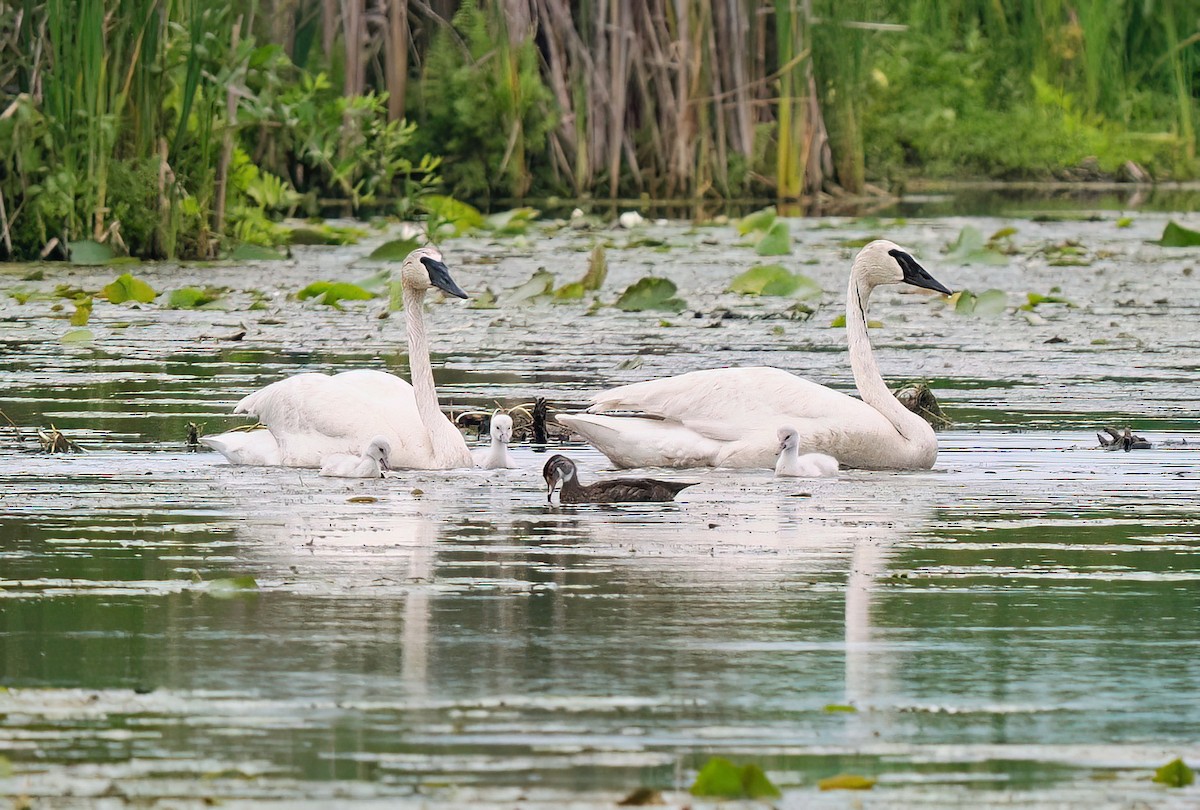 Trumpeter Swan - ML621281021