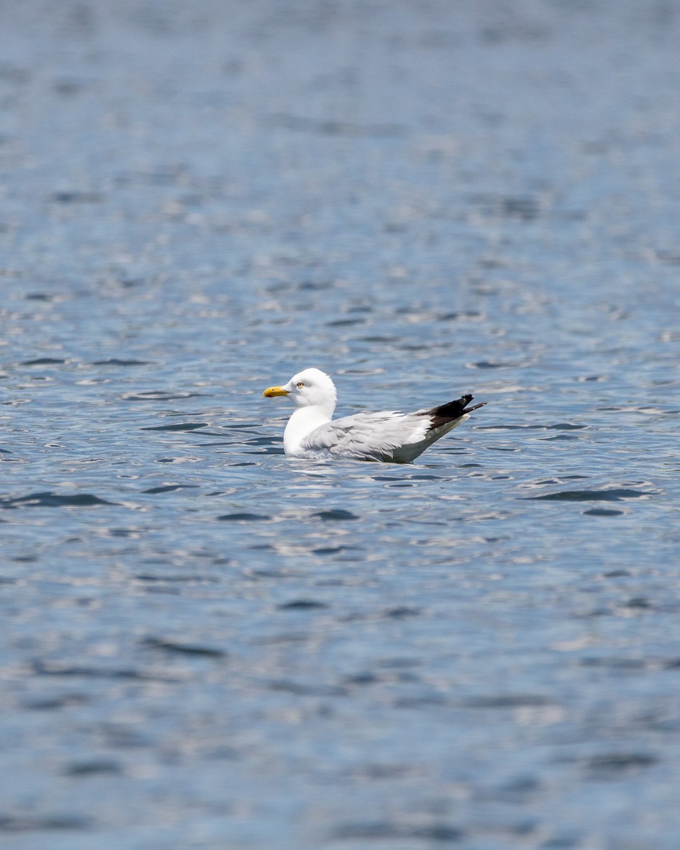 American Herring Gull - ML621281234